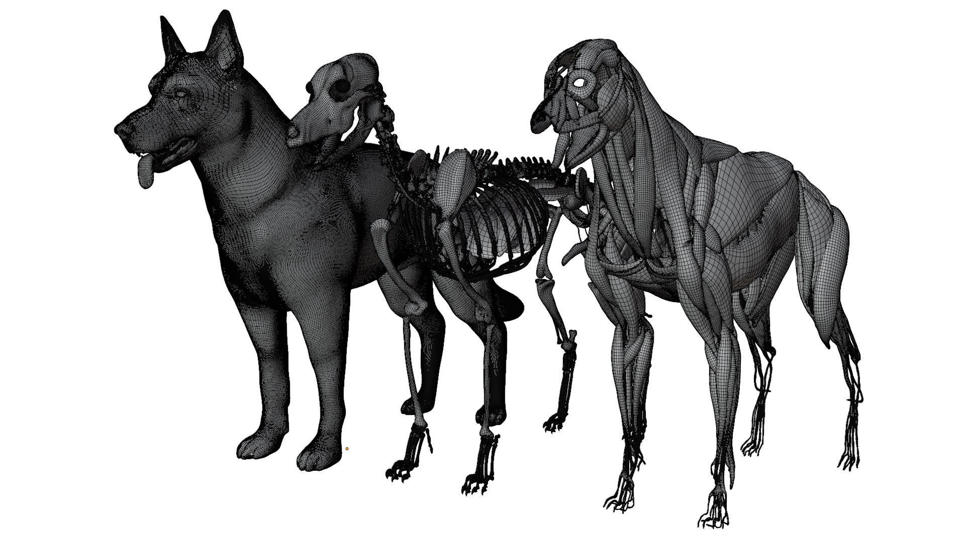 Dog Canine Complete Anatomy 3D Model Skeletal Muscular  Nervous System model https://p.turbosquid.com/ts-thumb/yA/ITP8Zk/ZS/wire.pngffff/png/1778271070/1920x1080/fit_q87/48a8afde26b51b969b6f3975a850e352989ba0c2/wire.pngffff.jpg