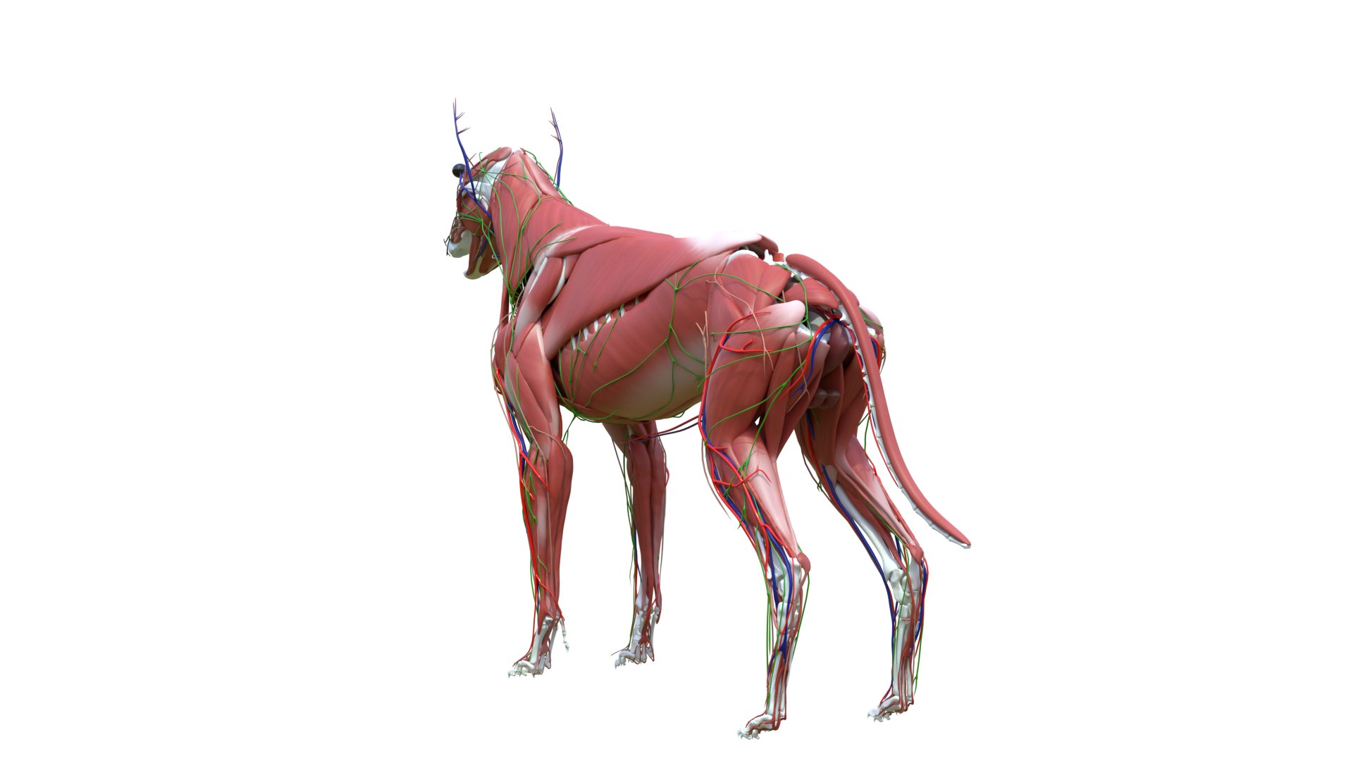 Dog Canine Complete Anatomy 3D Model Skeletal Muscular  Nervous System model https://p.turbosquid.com/ts-thumb/yA/ITP8Zk/qQ/a0015/png/1778270951/1920x1080/fit_q87/4cb3b18f7996589b01509f6e3fd3eca9f982d606/a0015.jpg