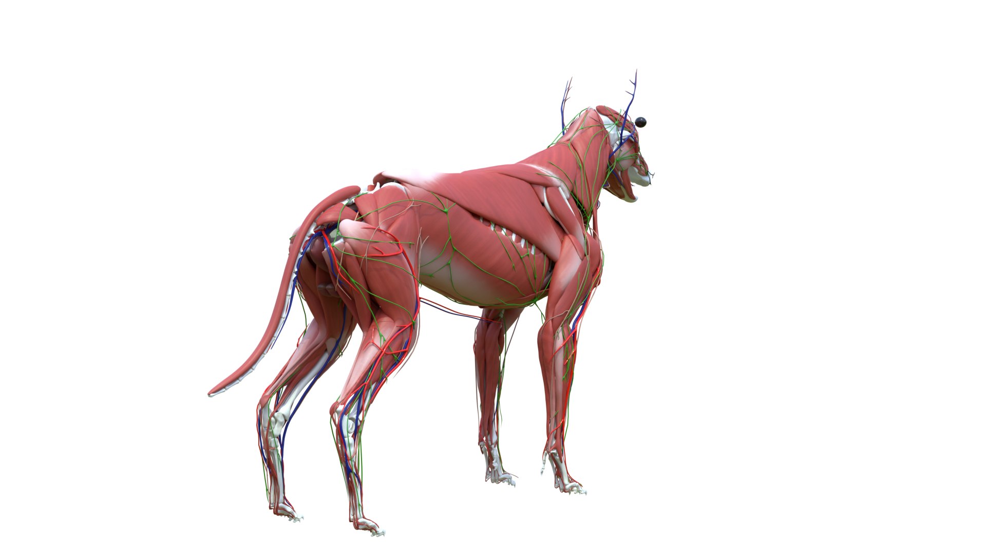 Dog Canine Complete Anatomy 3D Model Skeletal Muscular  Nervous System model https://p.turbosquid.com/ts-thumb/yA/ITP8Zk/to/a0016/png/1778270952/1920x1080/fit_q87/e75d204f6474b78cecb3686c4b6bd562640c5905/a0016.jpg