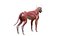 Dog Canine Complete Anatomy 3D Model Skeletal Muscular  Nervous System