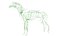 Dog Canine Complete Anatomy 3D Model Skeletal Muscular  Nervous System