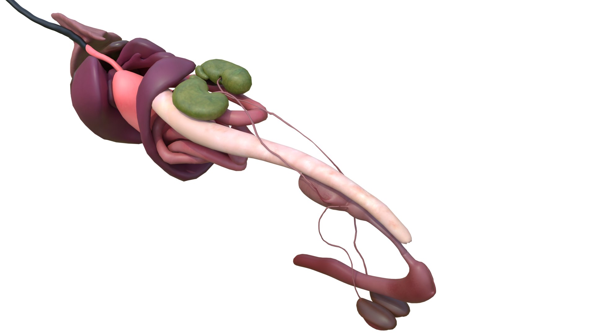 Dog Canine Complete Anatomy 3D Model Skeletal Muscular  Nervous System model https://p.turbosquid.com/ts-thumb/yA/ITP8Zk/uW/a0012/png/1778270949/1920x1080/fit_q87/30b57896a6475f164f62b11100f103f2369a752c/a0012.jpg