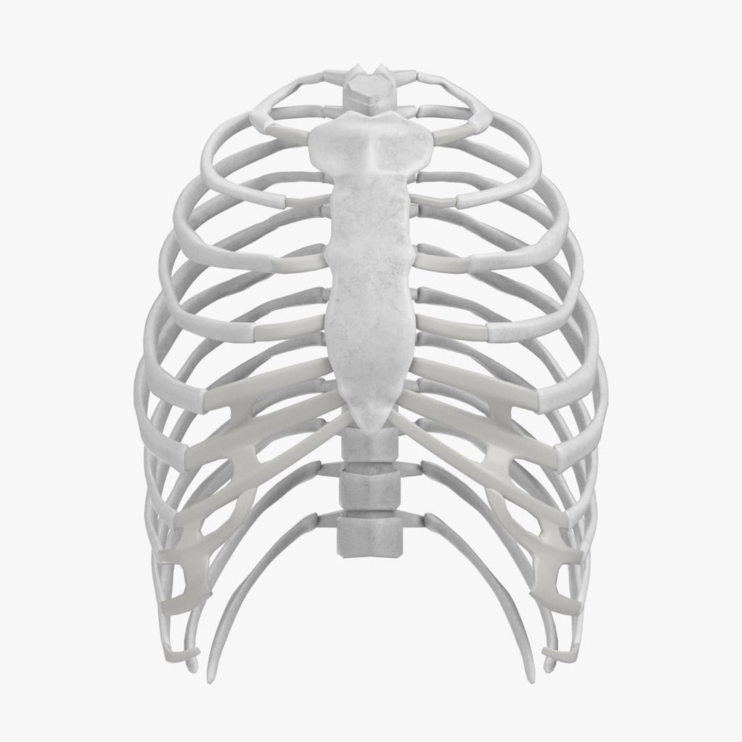 Human Rib Cage 3D Model - TurboSquid 1176687