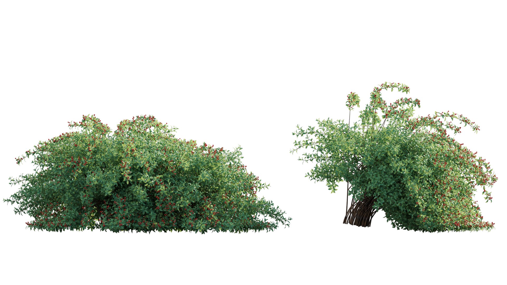 Ilex verticillata - Winterberry 02 3D model https://p.turbosquid.com/ts-thumb/yA/dWwM9h/Ys/3dtree_ilexverticillata_02_07/jpg/1746686263/1920x1080/fit_q87/9de6fd544c336fad56f31e485c547a2dd4559f1b/3dtree_ilexverticillata_02_07.jpg