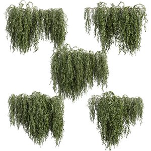 plant vol 734 - bush - Outdoor - ivy model