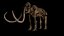 3D mammuthus columbi anatomy pack model