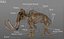 3D mammuthus columbi anatomy pack model