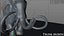 3D mammuthus columbi anatomy pack model
