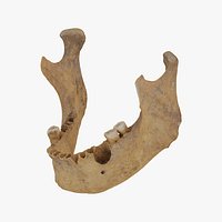 Real Human Jawbone  Mandible  02 RAW SCAN