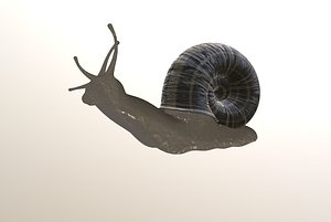 Snail
