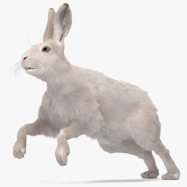 3D model White Hare with Fur Animated