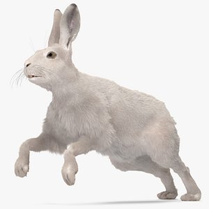 White Hare with Fur Animated Rigged