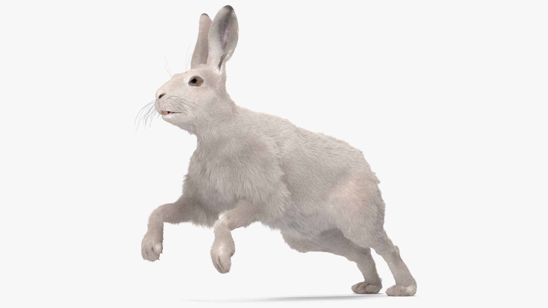 White Hare with Fur Animated Rigged 3D model preview