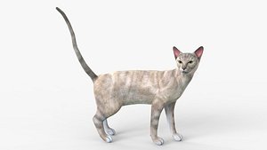 White Cat Sphynx Rigged for Cinema