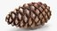 closed pine cone 3ds