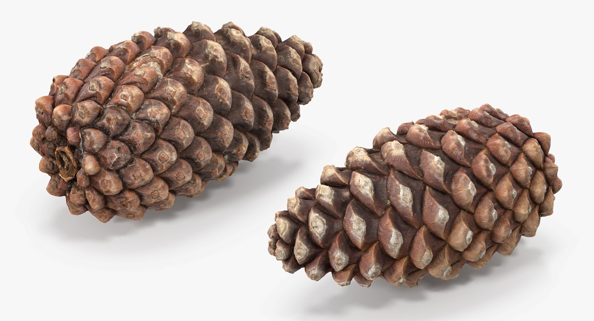 closed pine cone 3ds https://p.turbosquid.com/ts-thumb/yB/WdK0Qc/KjuBGY6g/closedpinecone3dsmodel021/jpg/1488782809/1920x1080/fit_q87/3803bb2574f9e38d7791d18028c21fe65bd9a13f/closedpinecone3dsmodel021.jpg