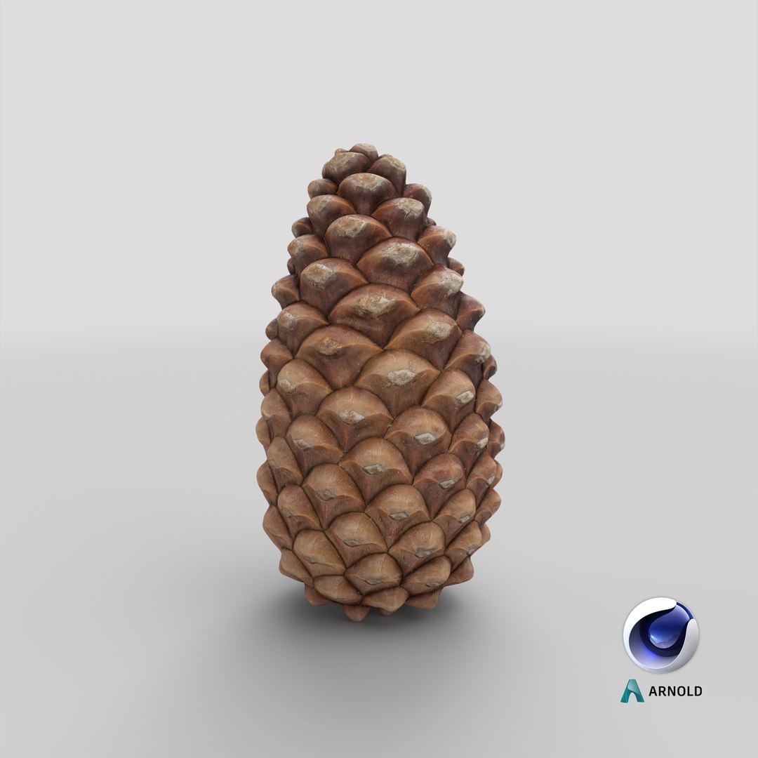 closed pine cone 3ds https://p.turbosquid.com/ts-thumb/yB/WdK0Qc/WO/stemcell_cinema_4d_arnold_render/png/1655490642/1920x1080/fit_q87/7b080e6bce4b94d707ca08927e6fd790b0350dcc/stemcell_cinema_4d_arnold_render.jpg