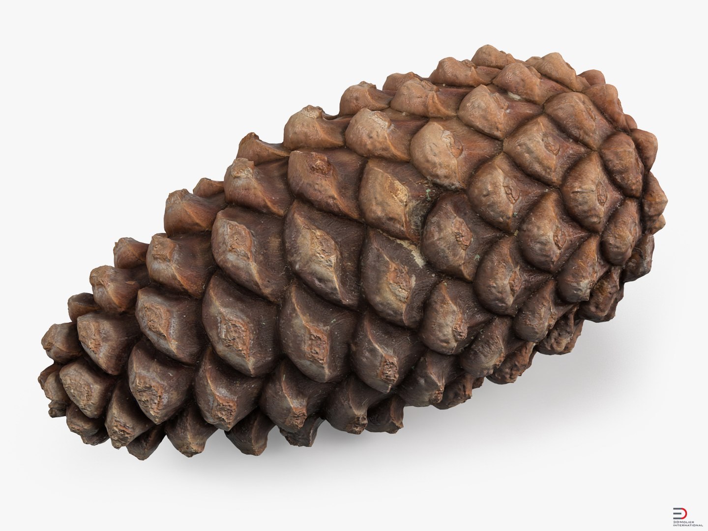 closed pine cone 3ds https://p.turbosquid.com/ts-thumb/yB/WdK0Qc/XmZsyDAE/closedpineconevray3dmodel06/jpg/1500493229/1920x1080/fit_q87/f1ab466e0124432f05a91efa023fa429c385adf9/closedpineconevray3dmodel06.jpg