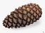 closed pine cone 3ds