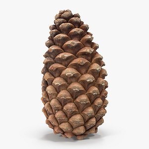 Closed Pine Cone 3D Model