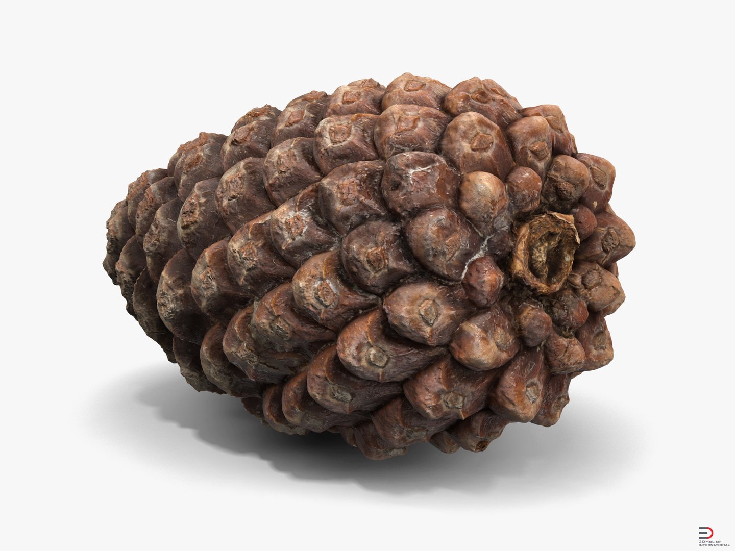 closed pine cone 3ds https://p.turbosquid.com/ts-thumb/yB/WdK0Qc/aD8Ja4Oc/closedpineconevray3dmodel04/jpg/1500493229/1920x1080/fit_q87/58e0aa44500e7cf4b4fd977bb84b188fde2a27fe/closedpineconevray3dmodel04.jpg