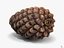 closed pine cone 3ds