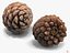 closed pine cone 3ds