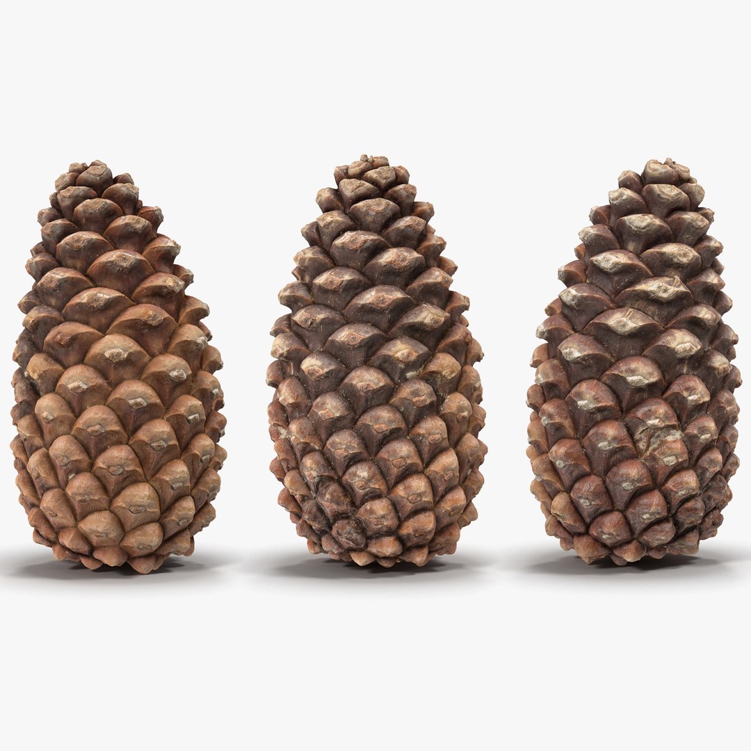 closed pine cone 3ds https://p.turbosquid.com/ts-thumb/yB/WdK0Qc/v9j7VRtD/closedpineconevray3dmodel00/jpg/1500493229/1920x1080/fit_q87/8f79a52e46b30b7bc02001cfbfaa5a5d54e18ed1/closedpineconevray3dmodel00.jpg