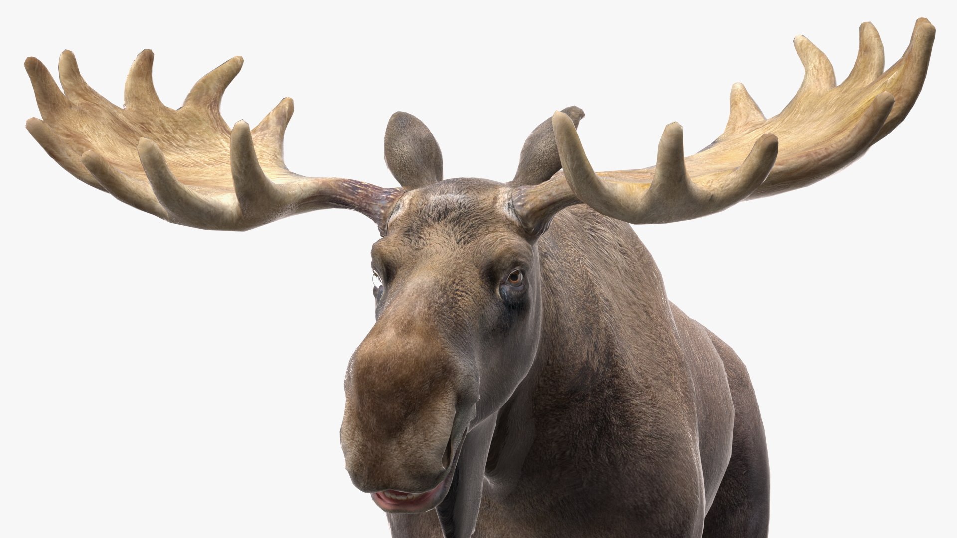 Elk No Fur Rigged model https://p.turbosquid.com/ts-thumb/yB/beYgTZ/Ce/elknofurrigged3dmodel019/jpg/1687971070/1920x1080/fit_q87/29e6df434f37814a51c545f0b6a61b3f1dab2926/elknofurrigged3dmodel019.jpg