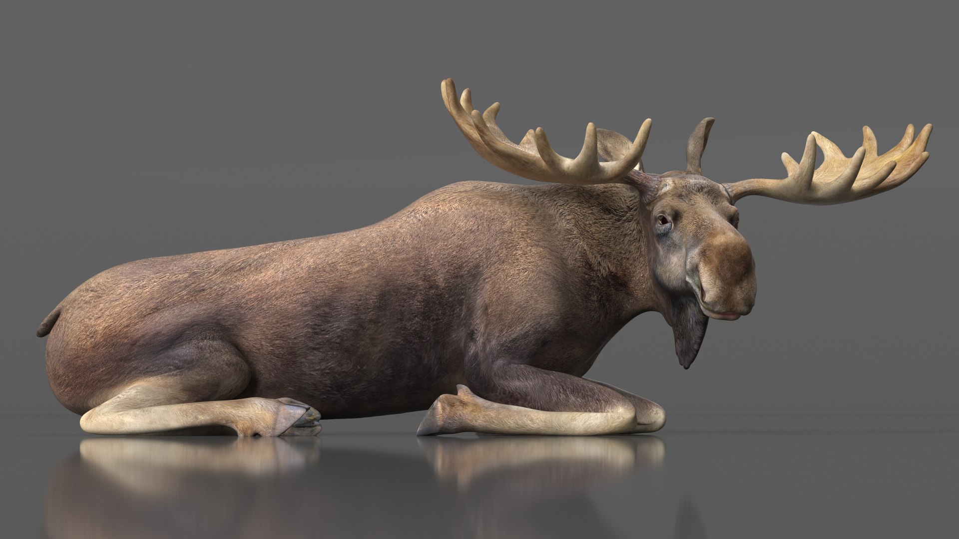 Elk No Fur Rigged model https://p.turbosquid.com/ts-thumb/yB/beYgTZ/IM/elknofurrigged3dmodel008/jpg/1687971026/1920x1080/fit_q87/94efc288e1391248e7811850d8686242f8fc85a7/elknofurrigged3dmodel008.jpg