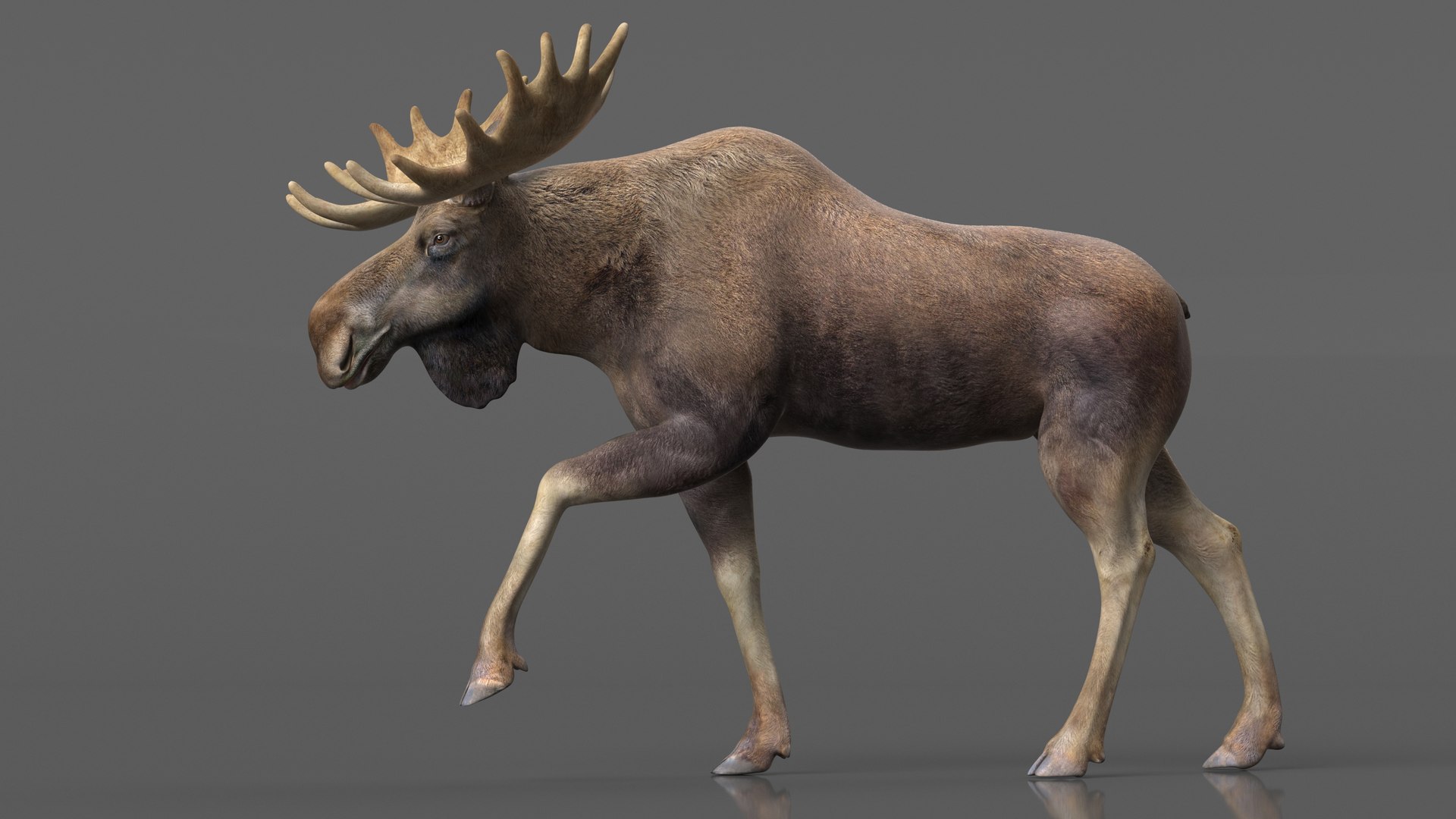 Elk No Fur Rigged model https://p.turbosquid.com/ts-thumb/yB/beYgTZ/Iq/elknofurrigged3dmodel009/jpg/1687971033/1920x1080/fit_q87/b64dfc0425dda224c47e517e96b97e6a08117da5/elknofurrigged3dmodel009.jpg