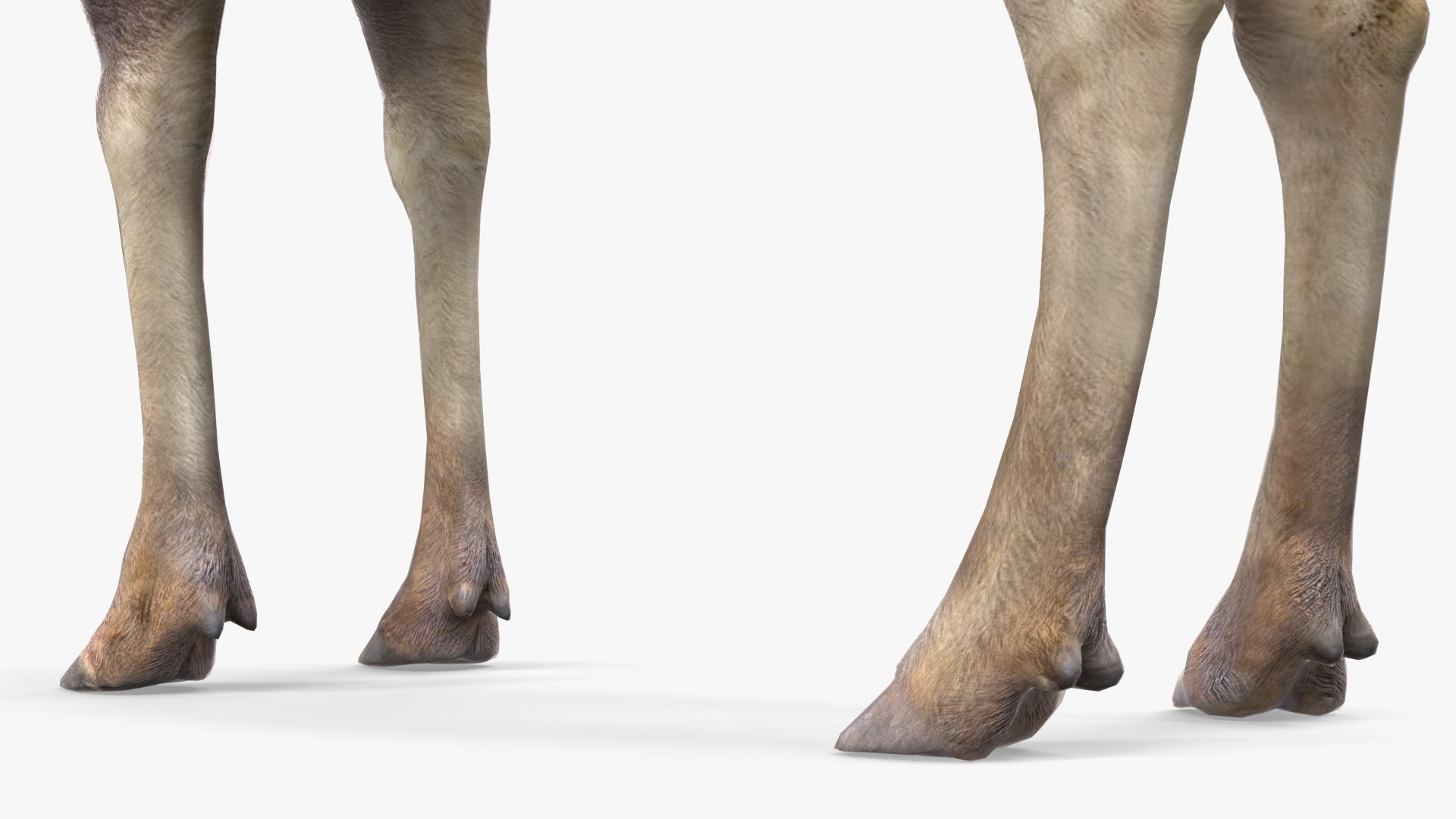 Elk No Fur Rigged model https://p.turbosquid.com/ts-thumb/yB/beYgTZ/J6/elknofurrigged3dmodel022/jpg/1687971082/1920x1080/fit_q87/0a638df48693665ffabc971f1c4ad1ea20b9fde4/elknofurrigged3dmodel022.jpg