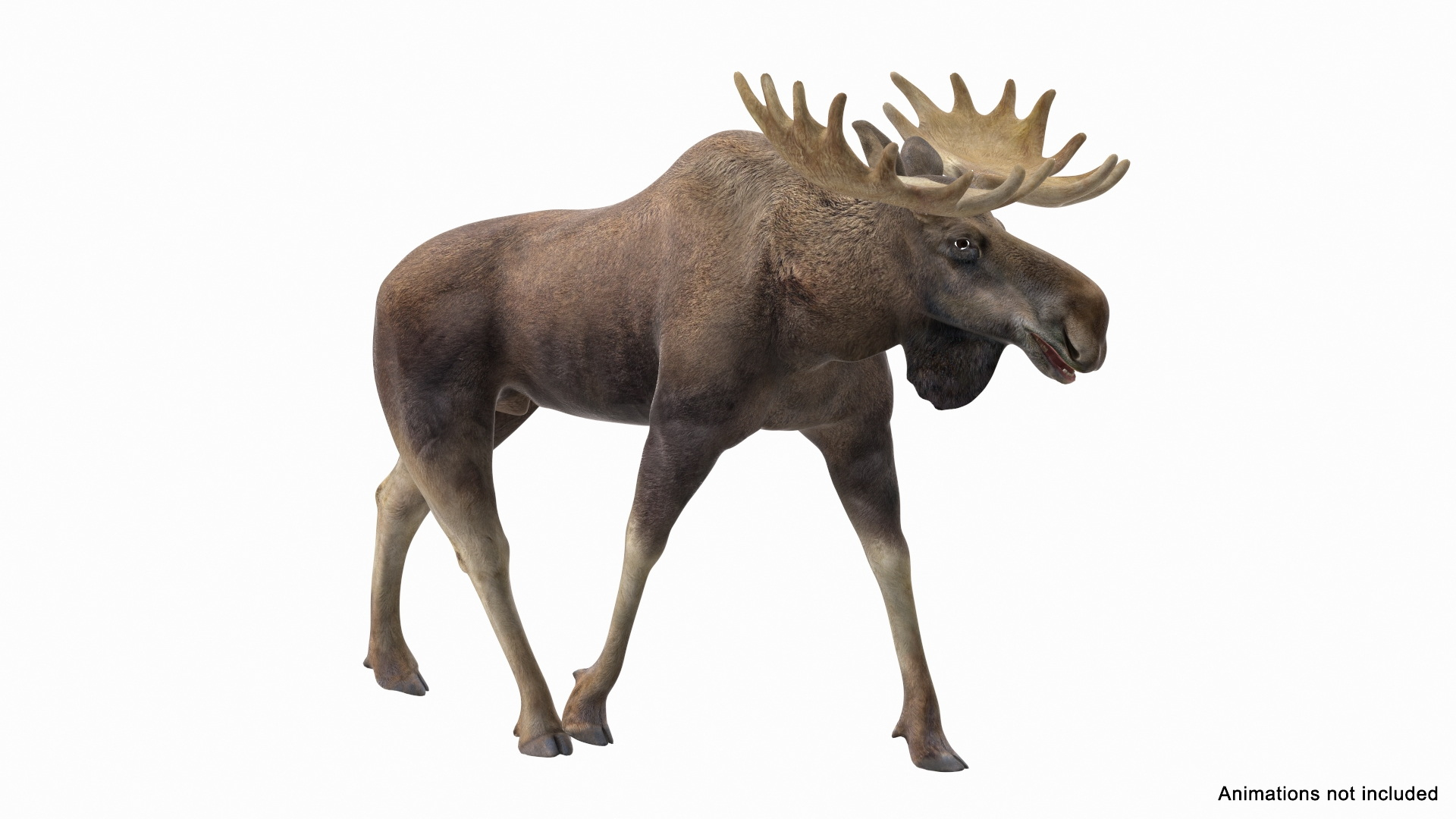 Elk No Fur Rigged model https://p.turbosquid.com/ts-thumb/yB/beYgTZ/Ol/elk_no_fur_rigged_363/jpg/1687970472/1920x1080/turn_fit_q99/d5a7c5a8cac98942883315801e98c6182d962b9e/elk_no_fur_rigged_363-1.jpg