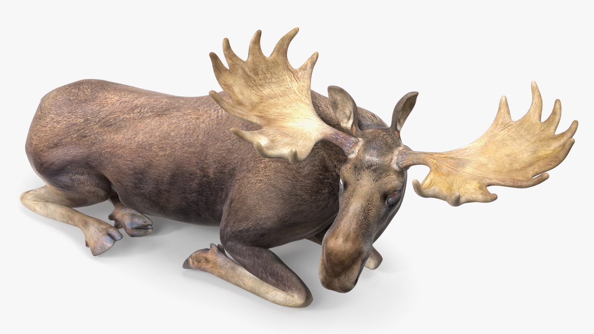 Elk No Fur Rigged model https://p.turbosquid.com/ts-thumb/yB/beYgTZ/US/elknofurrigged3dmodel015/jpg/1687971055/1920x1080/fit_q87/b2a7a95103f7faf5aa57fc29d3b36ef8518da509/elknofurrigged3dmodel015.jpg