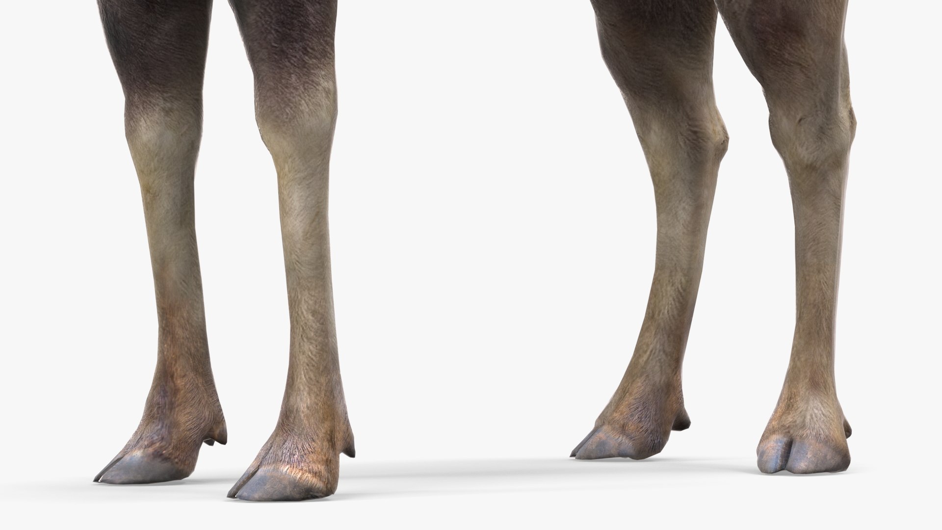 Elk No Fur Rigged model https://p.turbosquid.com/ts-thumb/yB/beYgTZ/kG/elknofurrigged3dmodel021/jpg/1687971079/1920x1080/fit_q87/a3c2f21e179e976b6d4f5c53d0e15a75ab286bb3/elknofurrigged3dmodel021.jpg