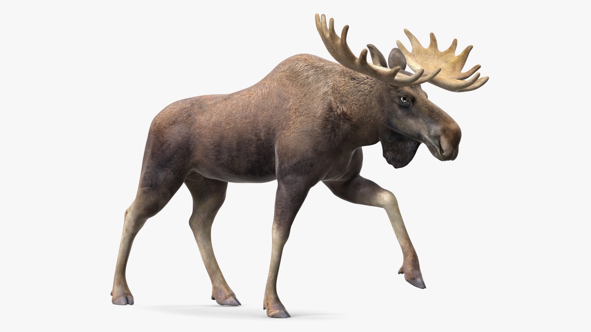 Elk No Fur Rigged model https://p.turbosquid.com/ts-thumb/yB/beYgTZ/pc/elknofurrigged3dmodel012/jpg/1687971043/1920x1080/fit_q87/adfb40918a50aadefae02f3cee168f74a6e259dd/elknofurrigged3dmodel012.jpg