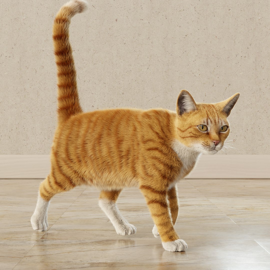 Cat Orange Tabby Rigged Animated 3D Model - TurboSquid 2114385