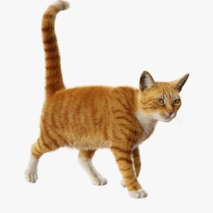 Cat Orange Tabby Rigged Animated 3D model