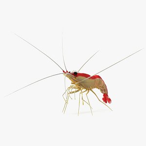 3D Pacific Cleaner Shrimp Rigged Fur model