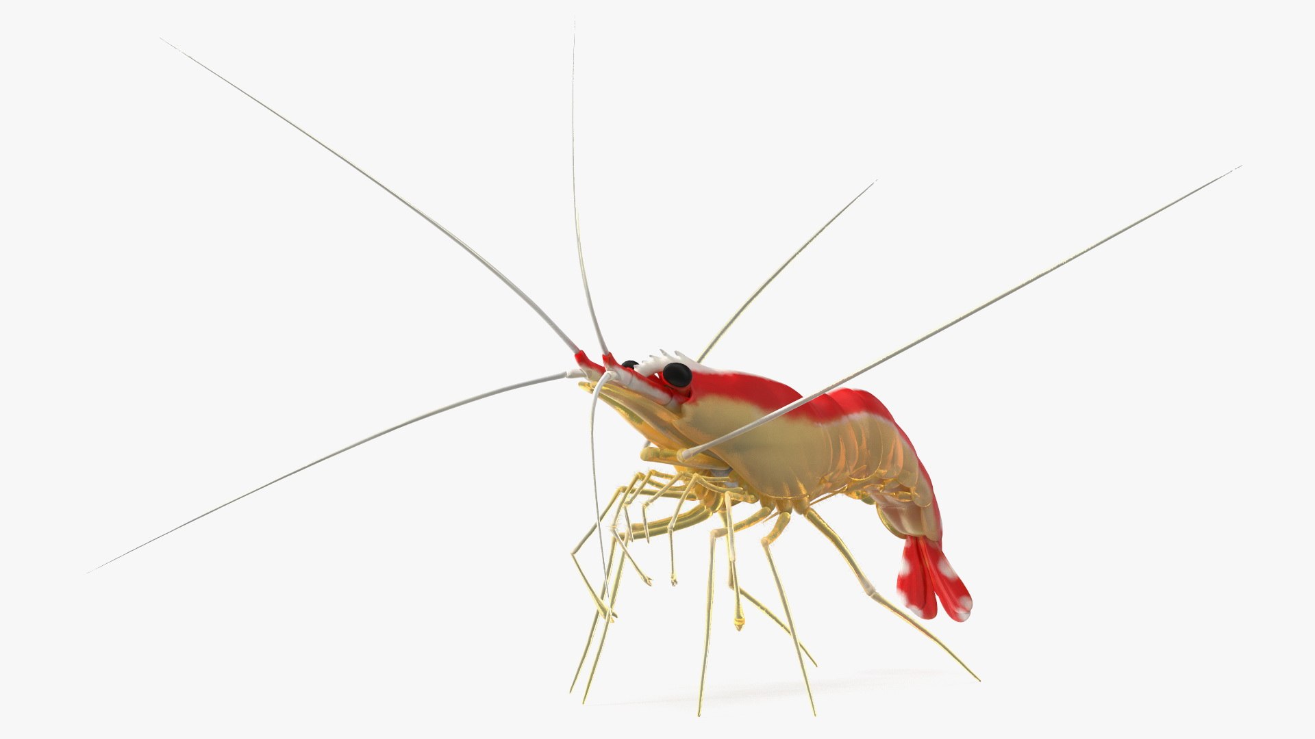 Pacific Cleaner Shrimp Rigged Fur 3D model preview