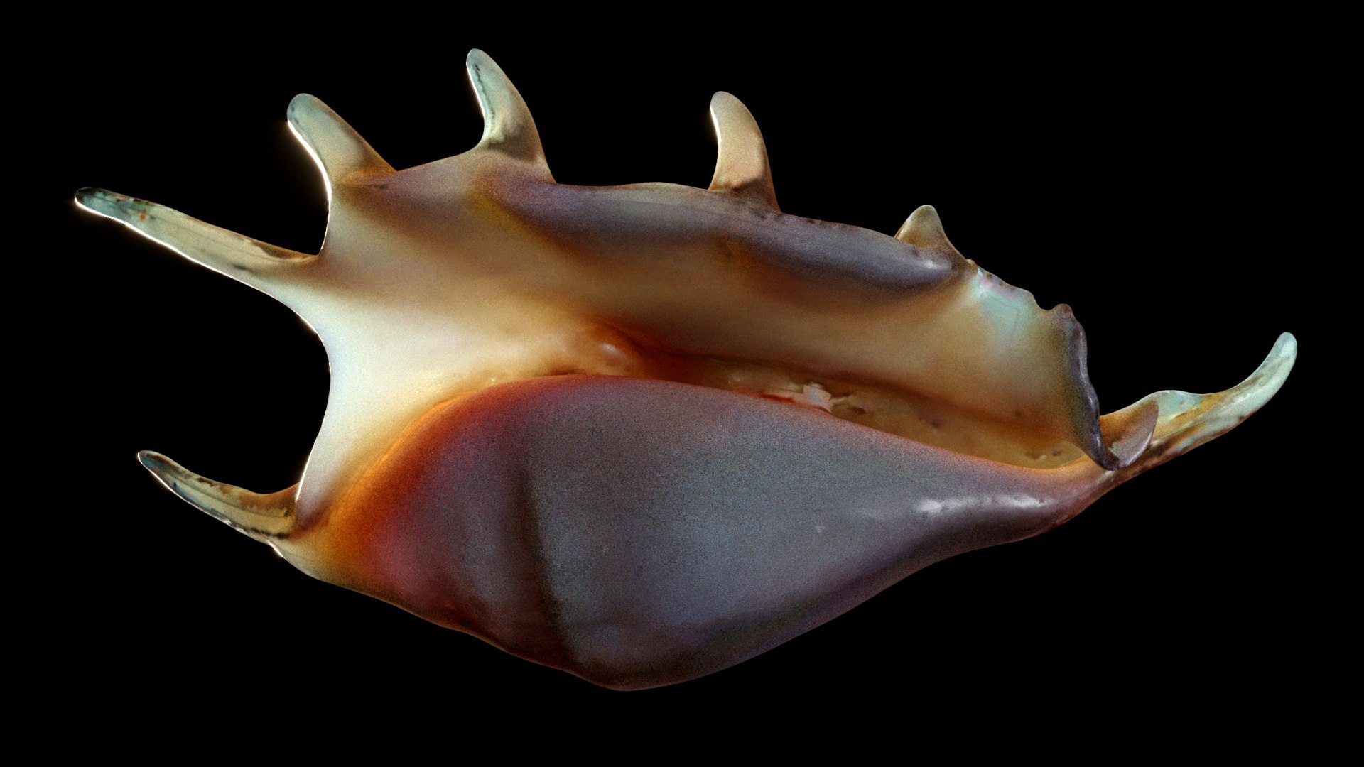 3D Sea Shell Spider Conch Lambis Lambis - TurboSquid 1941270