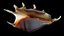 Sea Shell Spider Conch Lambis Lambis
