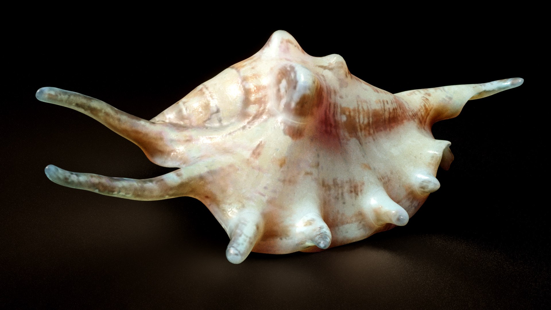 3D Sea Shell Spider Conch Lambis Lambis - TurboSquid 1941270