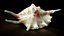 Sea Shell Spider Conch Lambis Lambis