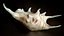 Sea Shell Spider Conch Lambis Lambis