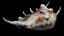Sea Shell Spider Conch Lambis Lambis