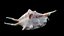 Sea Shell Spider Conch Lambis Lambis