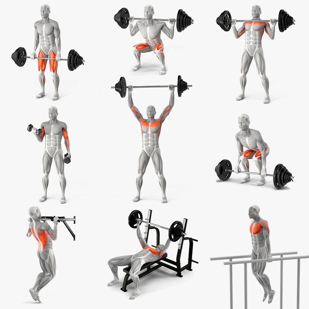 Male Muscular System Big Collection