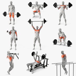 Male Muscular System Big Collection