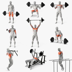 Male Muscular System Big Collection